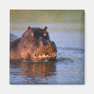 Imã Hippopotamus no rio