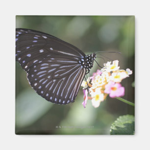 Imã Hodokubo, Hino, Tokyo, Japão 5