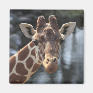 Imã Hodokubo, Hino, Tokyo, Japão 6