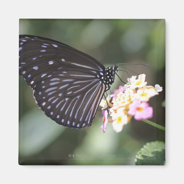 Imã Hodokubo, Hino, Tóquio, Japão 5 (Frente)