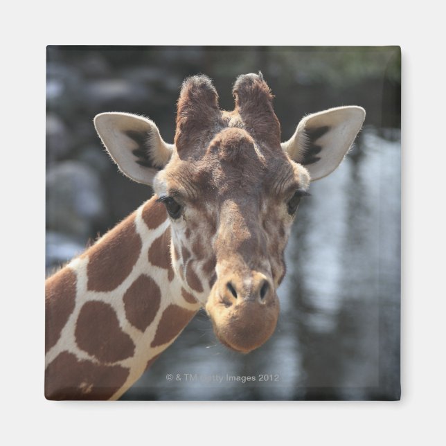 Imã Hodokubo, Hino, Tóquio, Japão 6 (Frente)