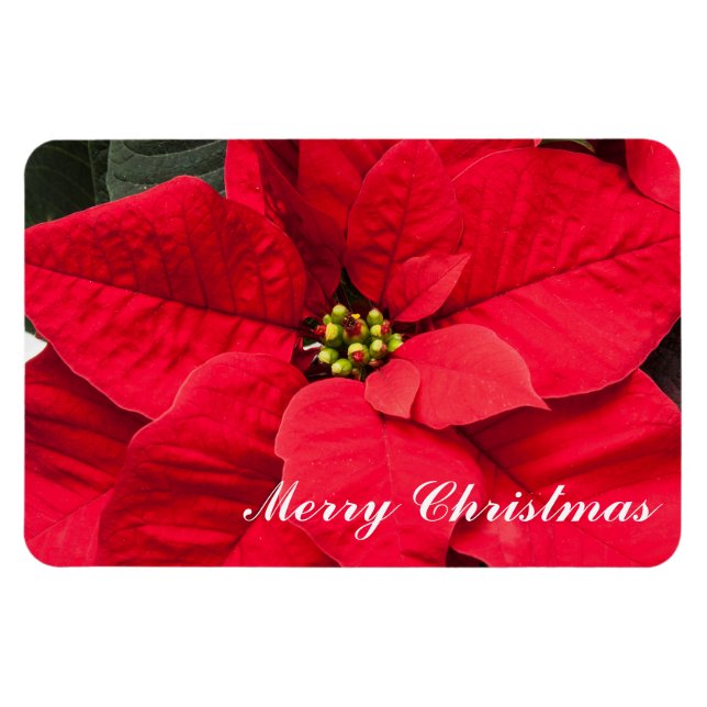 Ímã Holiday Poinsettia Magnet (Horizontal)