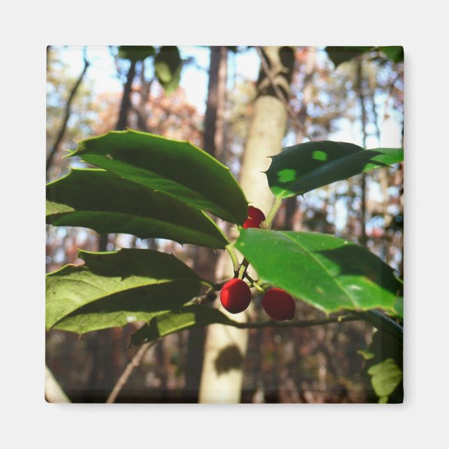 Imã Holly deixa eu feriado botânico (Frente)