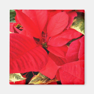 Imã Holly Point Poinsettias Holiday Floral