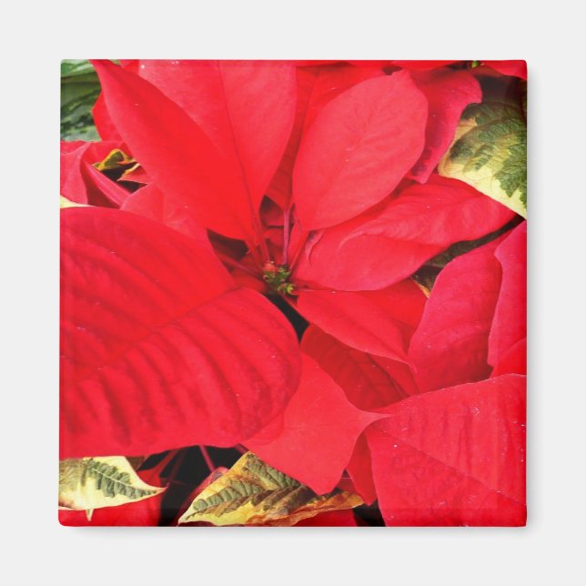 Imã Holly Point Poinsettias Holiday Floral (Frente)