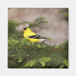 Imã Homem americano do Goldfinch em uma árvore