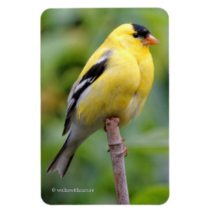 Ímã Homem Americano Goldfinch no Bamboo