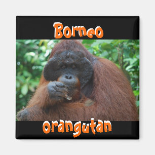 Imã Homem Borneo Orangutano na Selva