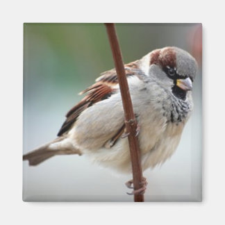 Imã homem-pardal-caseiro