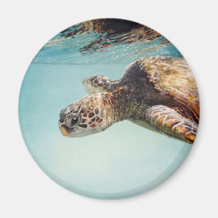 Imã Honu pelo desgaste de Marilyn