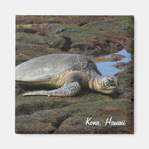 Imã Honu que descansa nas rochas mornas