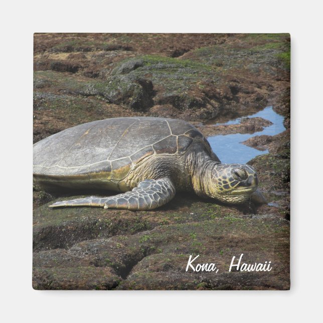 Imã Honu Resting on Warm Rocks (Frente)