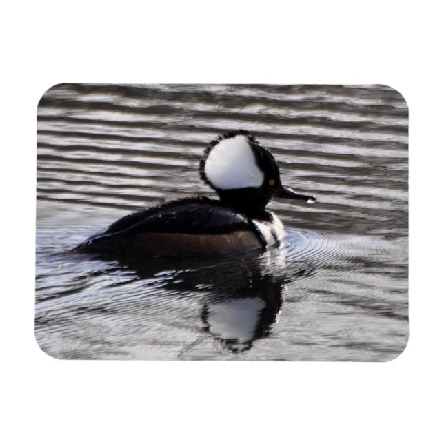 Ímã Hooded Merganser Drake (Horizontal)