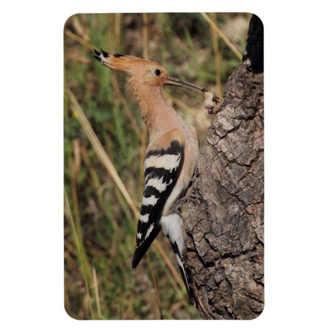 Ímã Hoopoe Feeding Nestling (Vertical)