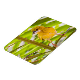 Ímã Hora de construir o ninho