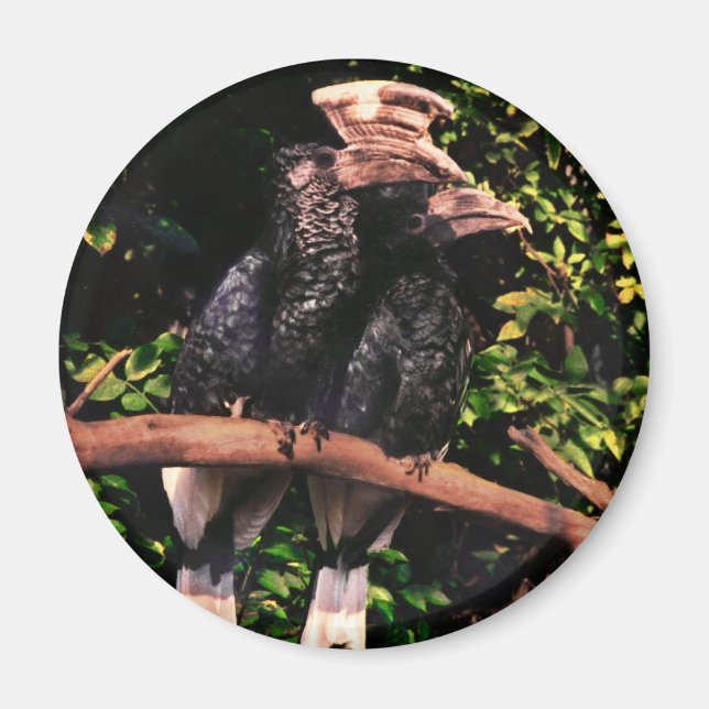 Imã Hornbill In Love (Frente)