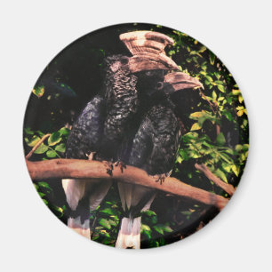 Imã Hornbills no amor