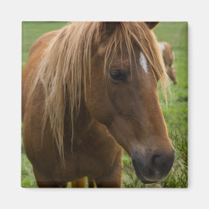 Imã Horse Hello