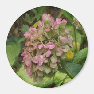 Imã Hortênsia de Outono Floresce com Folhas Douradas d