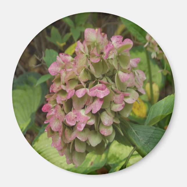 Imã Hortênsia de Outono Floresce com Folhas Douradas d (Frente)
