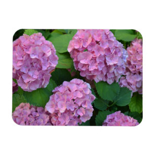 Ímã Hortensia hydrangea bush rosa
