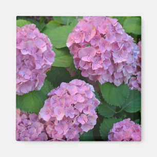 Imã Hortensia hydrangea rosa