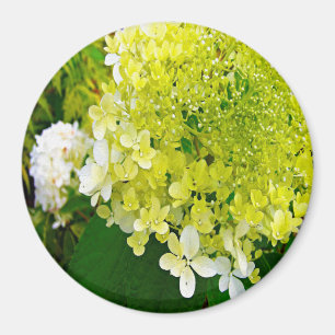Imã Hortênsia Limelight Verde Chartreuse Elegante