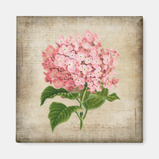 Imã Hortênsia Rosa