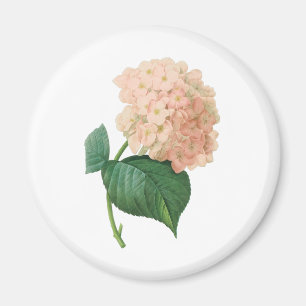 Imã Hortênsia Rosa Antiga Flor de Redoute