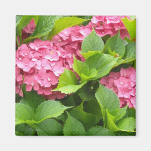 Imã Hortênsias Rosa Intenso