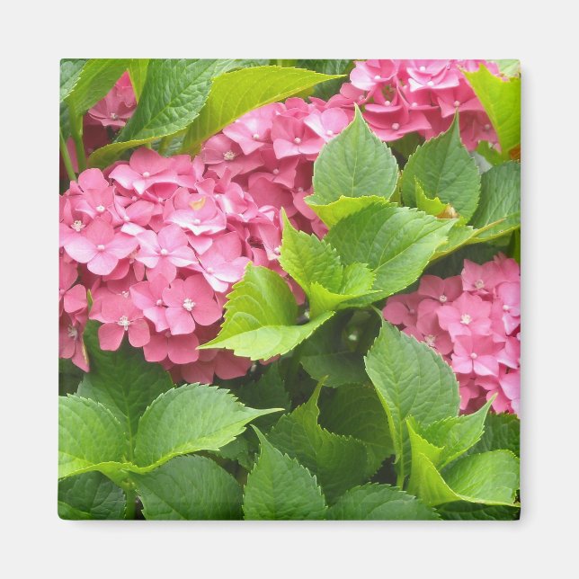 Imã Hortênsias Rosa Intenso (Frente)