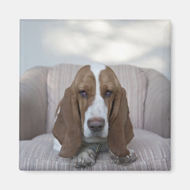 Imã Hound Basset (Frente)