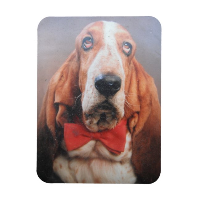 Ímã Hound Basset Premium com Arco Vermelho (Vertical)