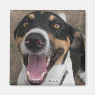 Imã Hound Dog Magnet