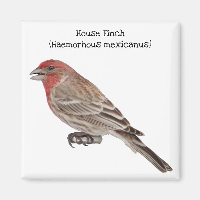 Imã House Finch (Frente)