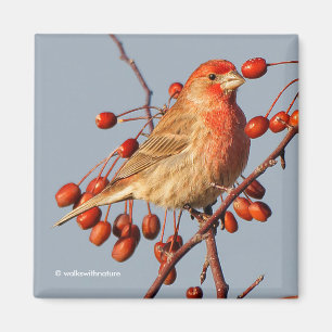 Imã House Finch com as Berries Hawthorn