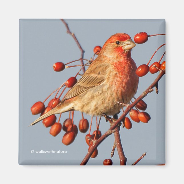 Imã House Finch com as Berries Hawthorn (Frente)