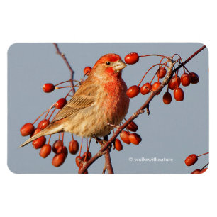 Ímã House Finch com as Berries Hawthorn