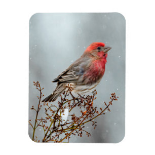Ímã House Finch in Snow - Foto original