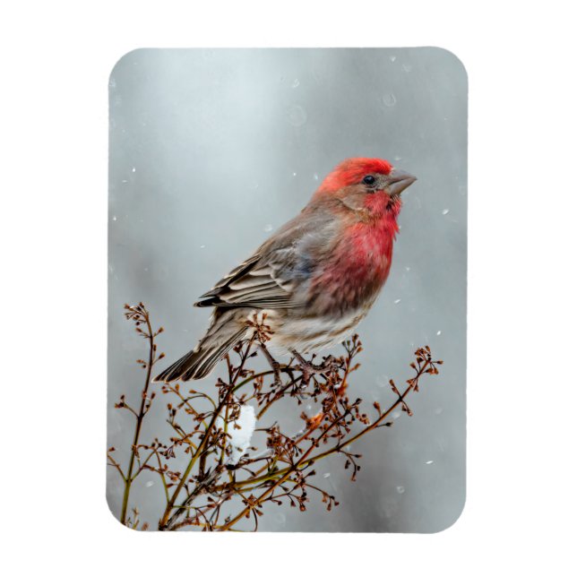 Ímã House Finch in Snow - Foto original (Vertical)