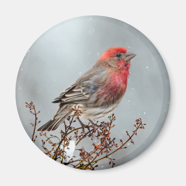 Imã House Finch in Snow - Foto original (Frente)