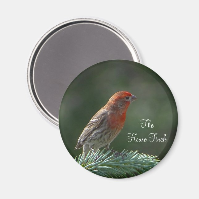 Imã House Finch Magnet (Front/Back)