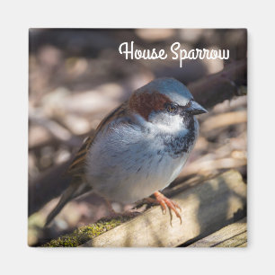 Imã House Sparrow