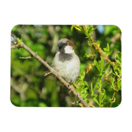 Ímã House Sparrow em Lilac Bush Magnet