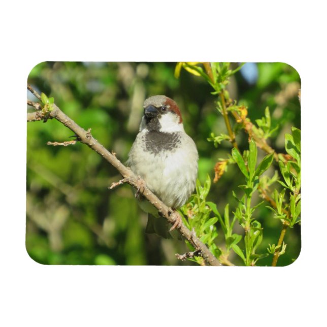Ímã House Sparrow em Lilac Bush Magnet (Horizontal)