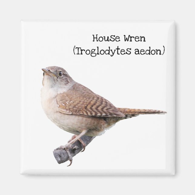 Imã House Wren (Frente)