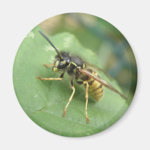 Imã Hoverfly Macro Magnet