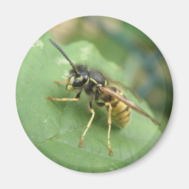 Imã Hoverfly Macro Magnet (Frente)