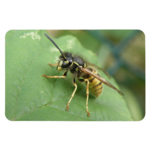 Ímã Hoverfly Macro Premium Magnet