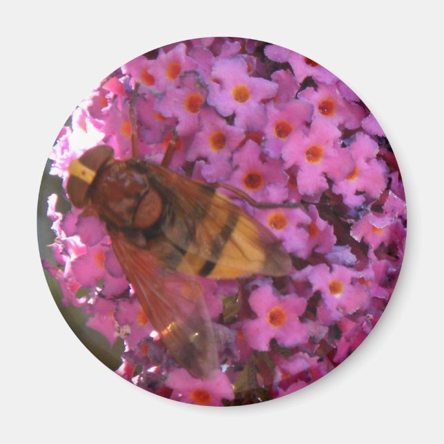 Imã Hoverfly Magnet (Frente)